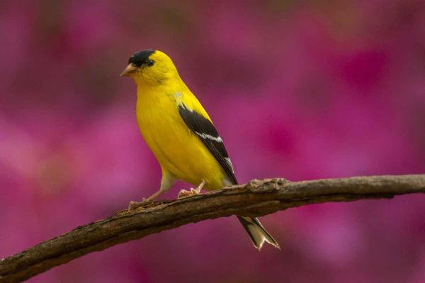 North Carolina, Guilford Co American goldfinch